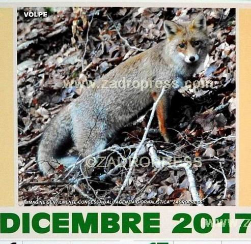 LaVolpeinFORCA DaCERO
